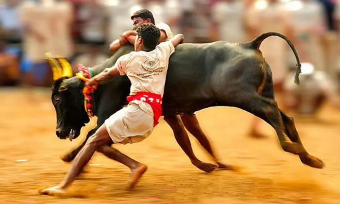 jalli kattu